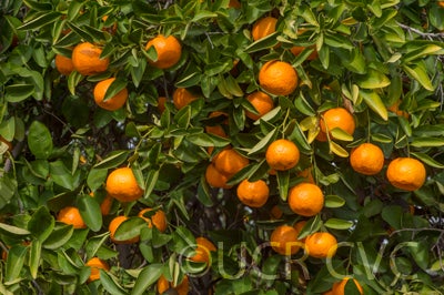 citrusyatsushiromandarincrc3466003.jpg