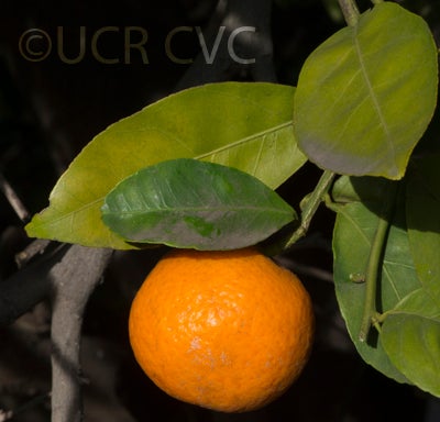 citrusyatsushiromandarincrc3880002.jpg