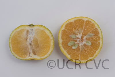 citrusyukocrc3146008.jpg