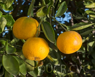 citrusyukocrc3146012.jpg