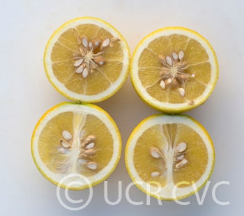 cpb4475citrumelocrc3341010.jpg