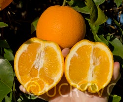 cpb44944aopnavelorangecrc3305004