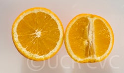 cpb44944bopnavelorangecrc3306004