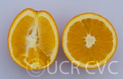cukurovanavelorangecrc4086001.jpg