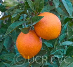 cukurovanavelorangecrc4086002.jpg