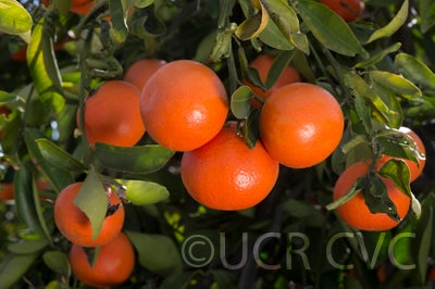 daisymandarincrc3910_001