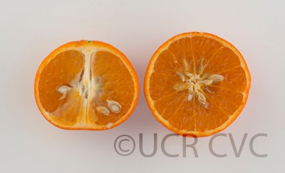 daisymandarincrc3910_002