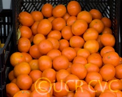 daisymandarincrc3910_005