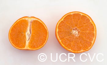 daisyslmandarin_crc4203_002