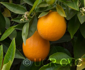 dalandansweetorangecrc2373_003