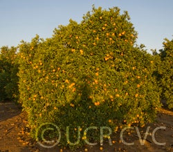 dalandansweetorangecrc2373_004