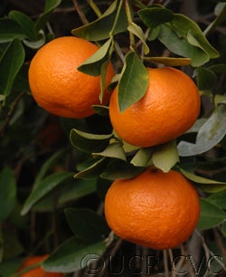 dancyfrostnucellarcvc3026_004