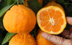 dartsouthsatsumamandarincrc4099_002