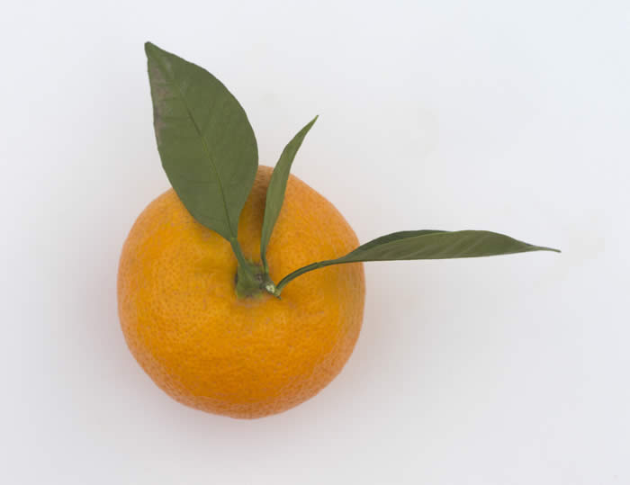 dartsouthsatsumamandarincrc4099_005