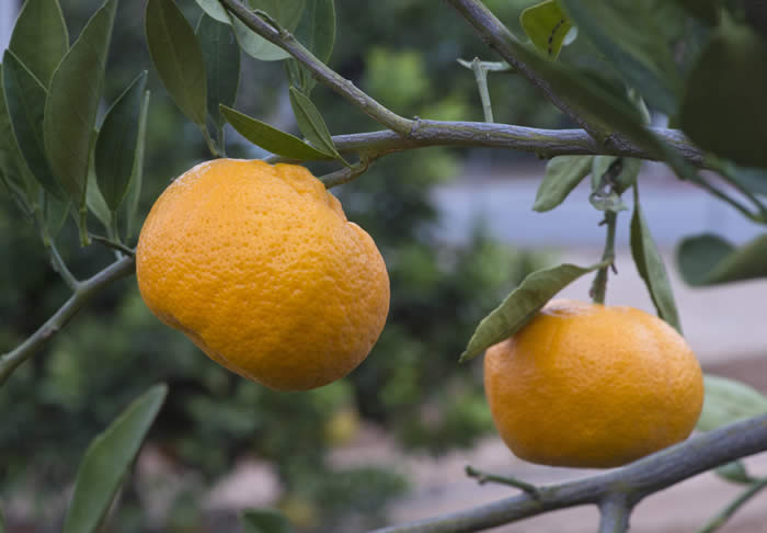 dartsouthsatsumamandarincrc4099_006