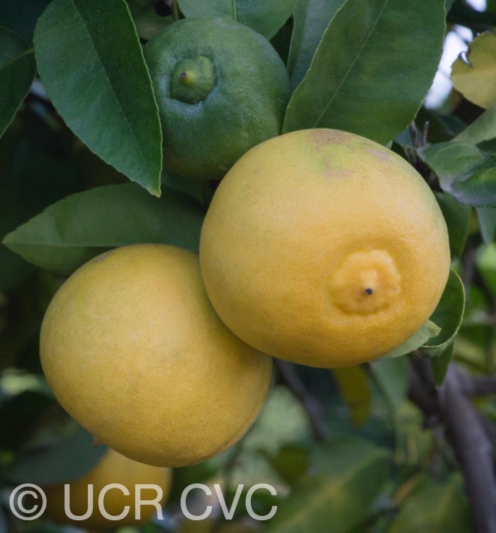 davao_papeda_hybrid_citrus_davaoensis_crc_2427_005.jpg