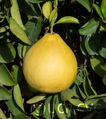 deepredpummelocrc2347_001