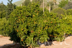 delfinobloodorangecrc4114_001