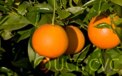 delfinobloodorangecrc4114_002