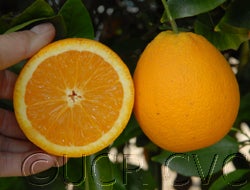 deltavalencia011_002