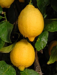 drstronglisbon_3504_01