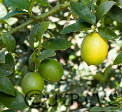 egyptianlimecrc2883002.jpg