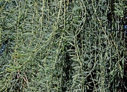 eremocitrus_glauca2_000.jpg