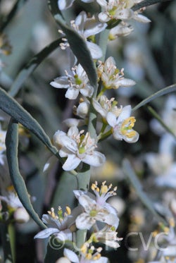 eremocitrusglauca002_001.jpg