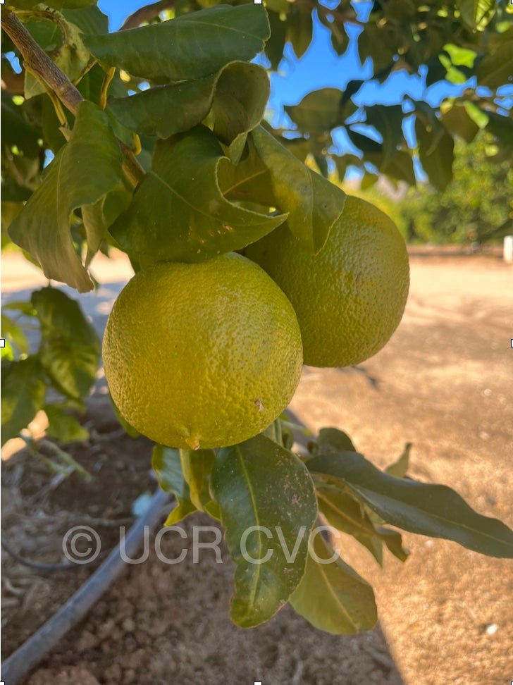 Bergamotto Fantastico 002