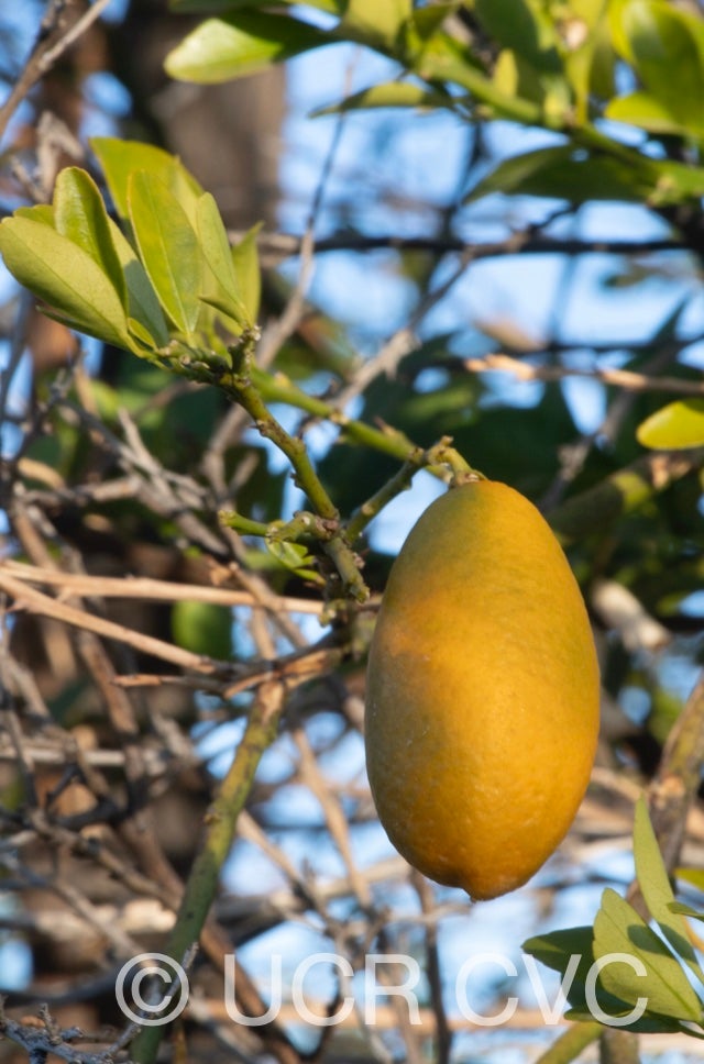 faustrime_crc_2891_024