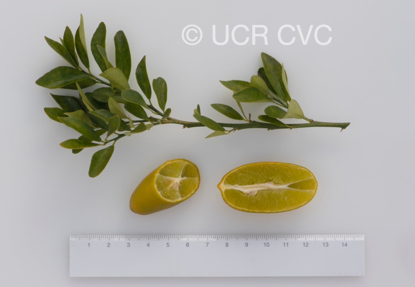 faustrime_crc_2891_027