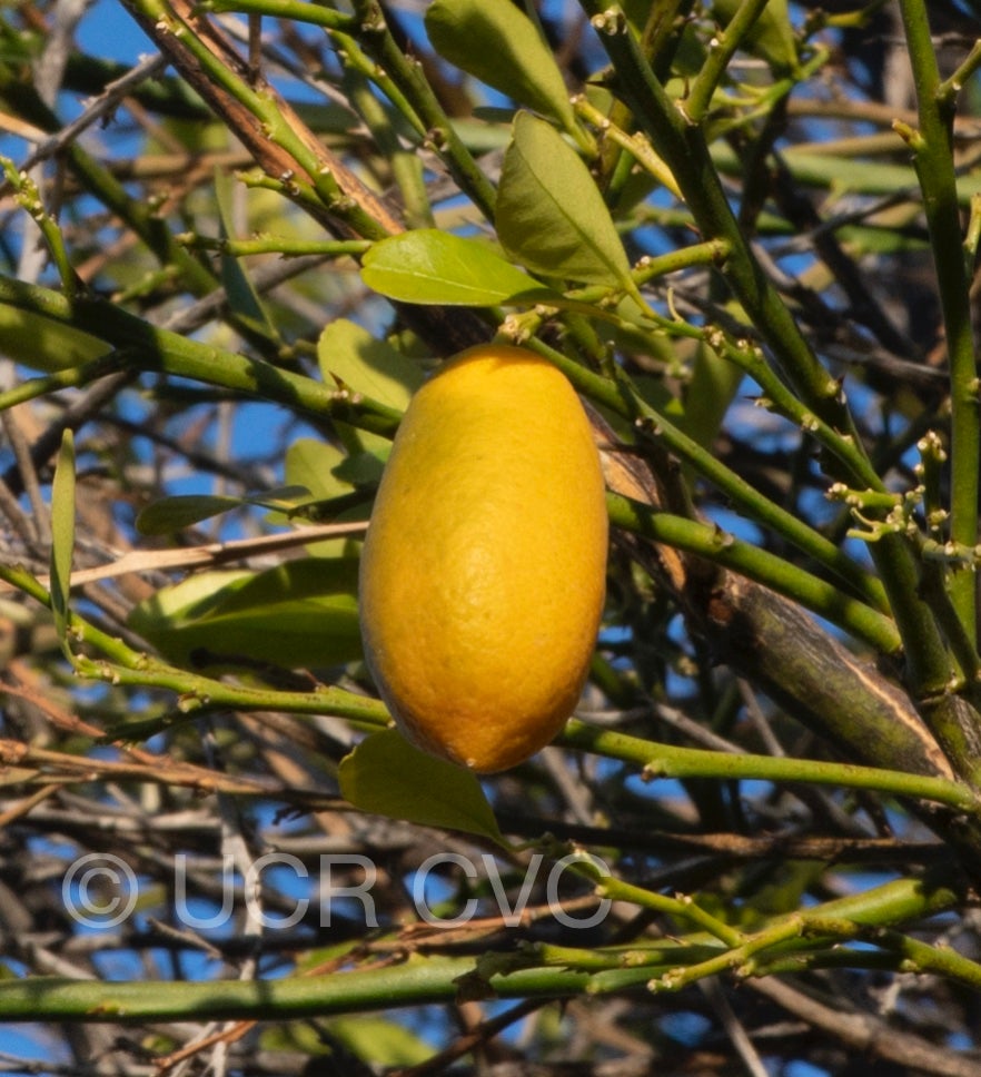 faustrimedin_crc_1466_011