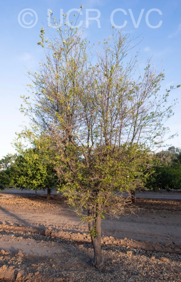 faustrimedin_crc_1466_012