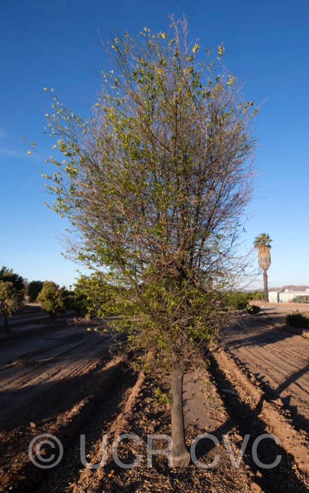 faustrimedin_crc_1466_013