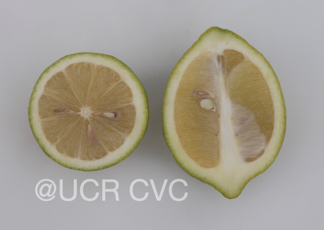 femminello_siracusano_lemon_crc_4226_006.jpg