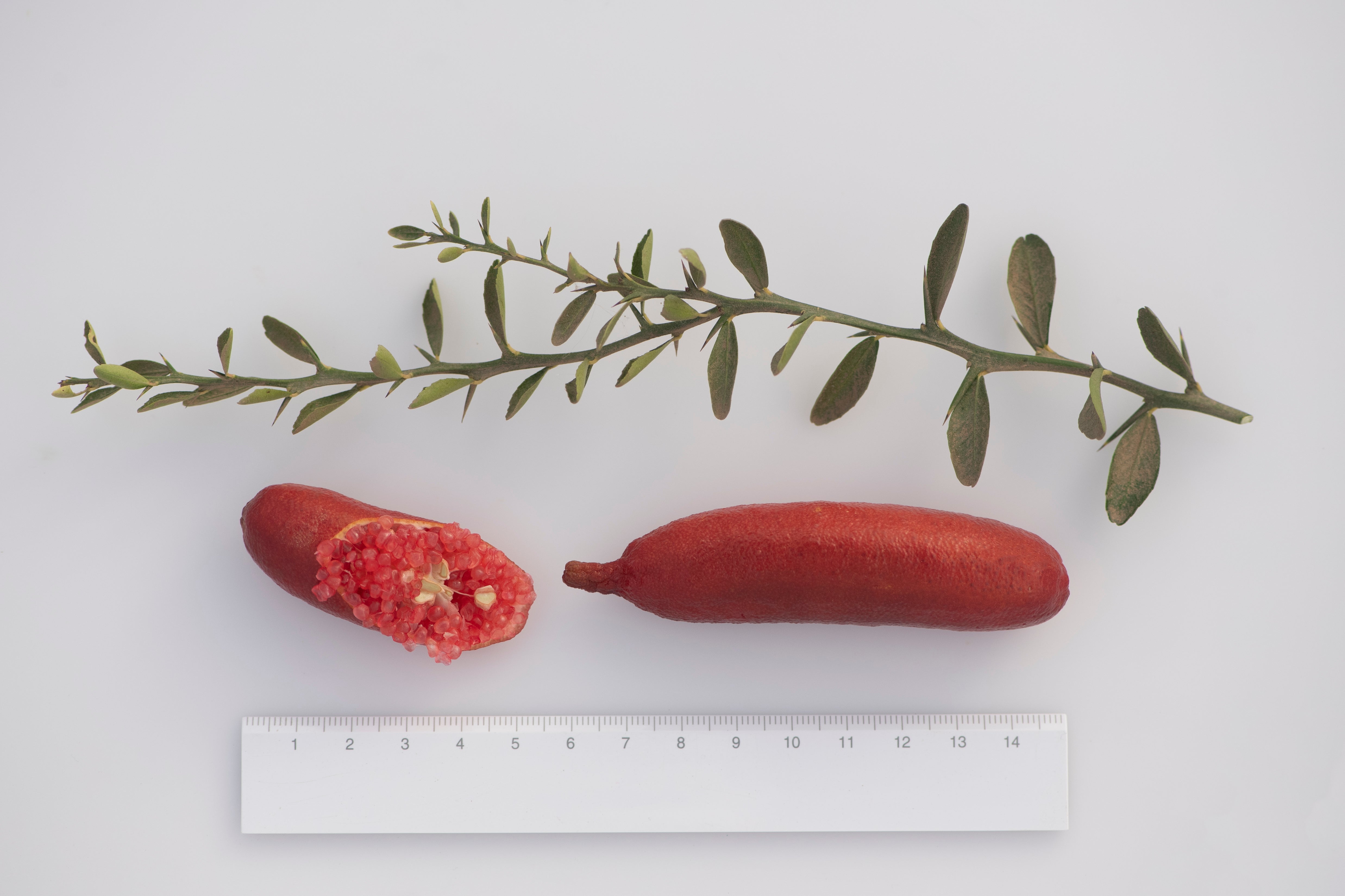 Ruby My Dear P2014-176-38 003