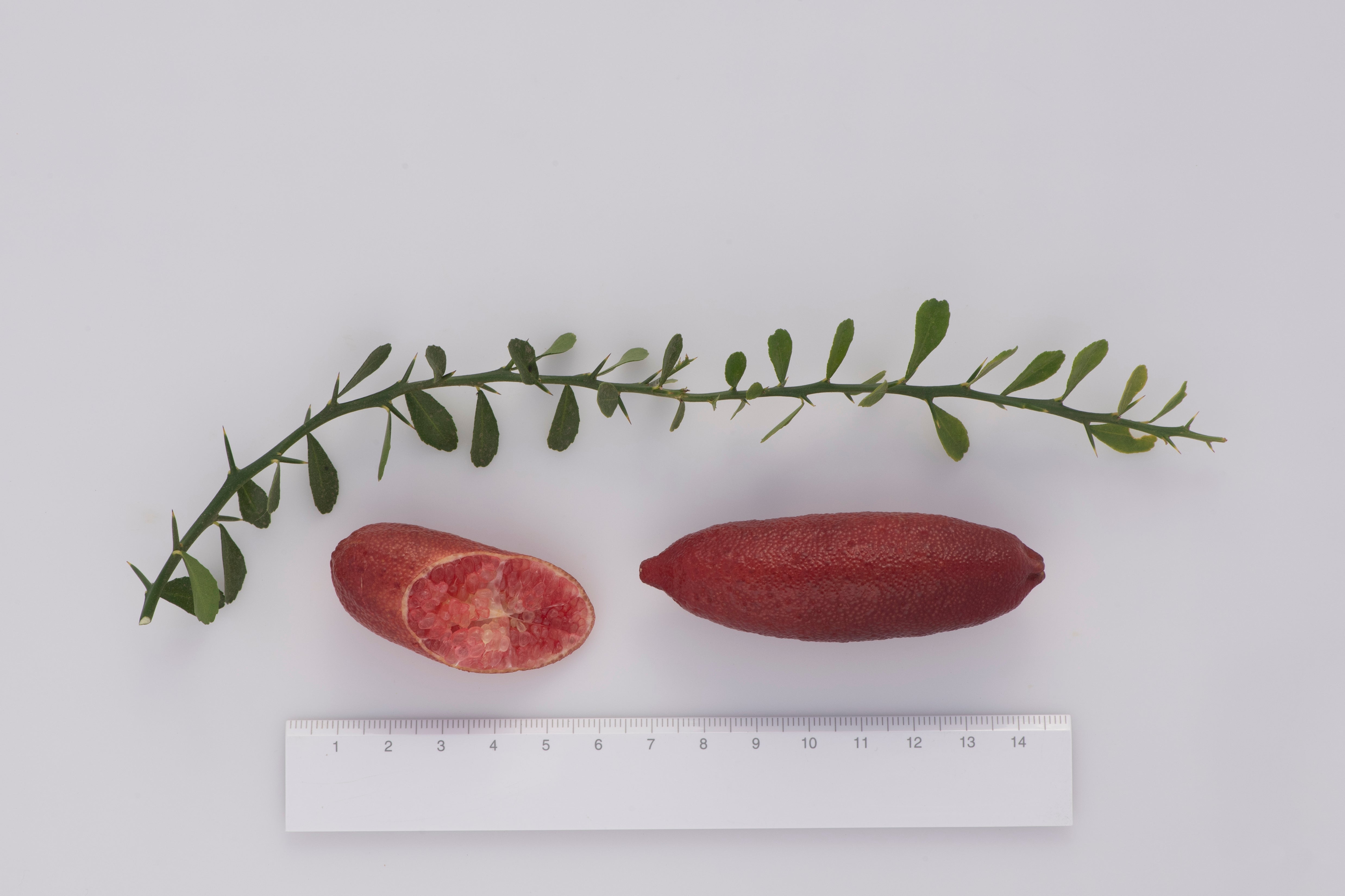 Pink Sunset P2014-175-22 001