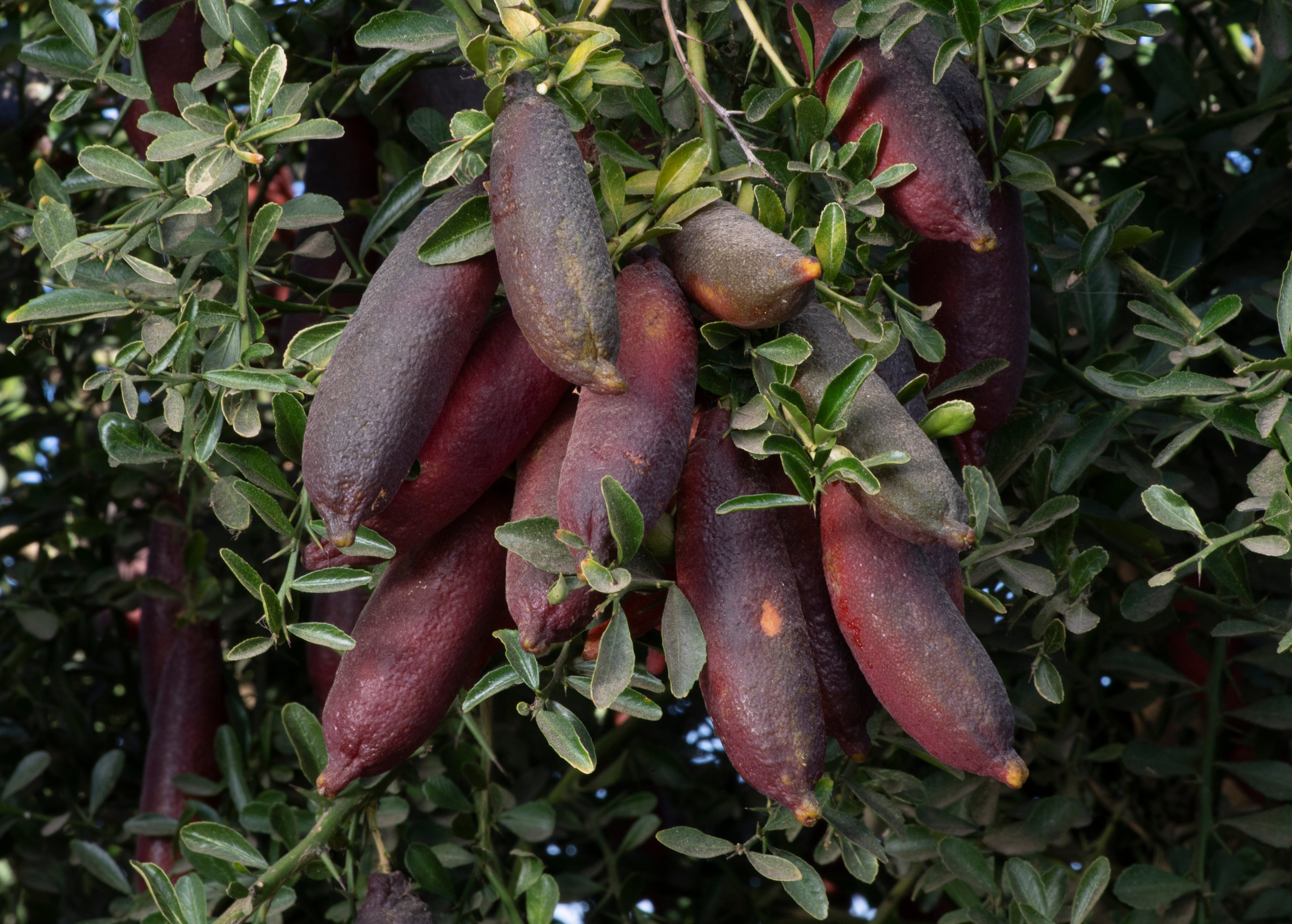 Rubirosa P2014-176-36 003