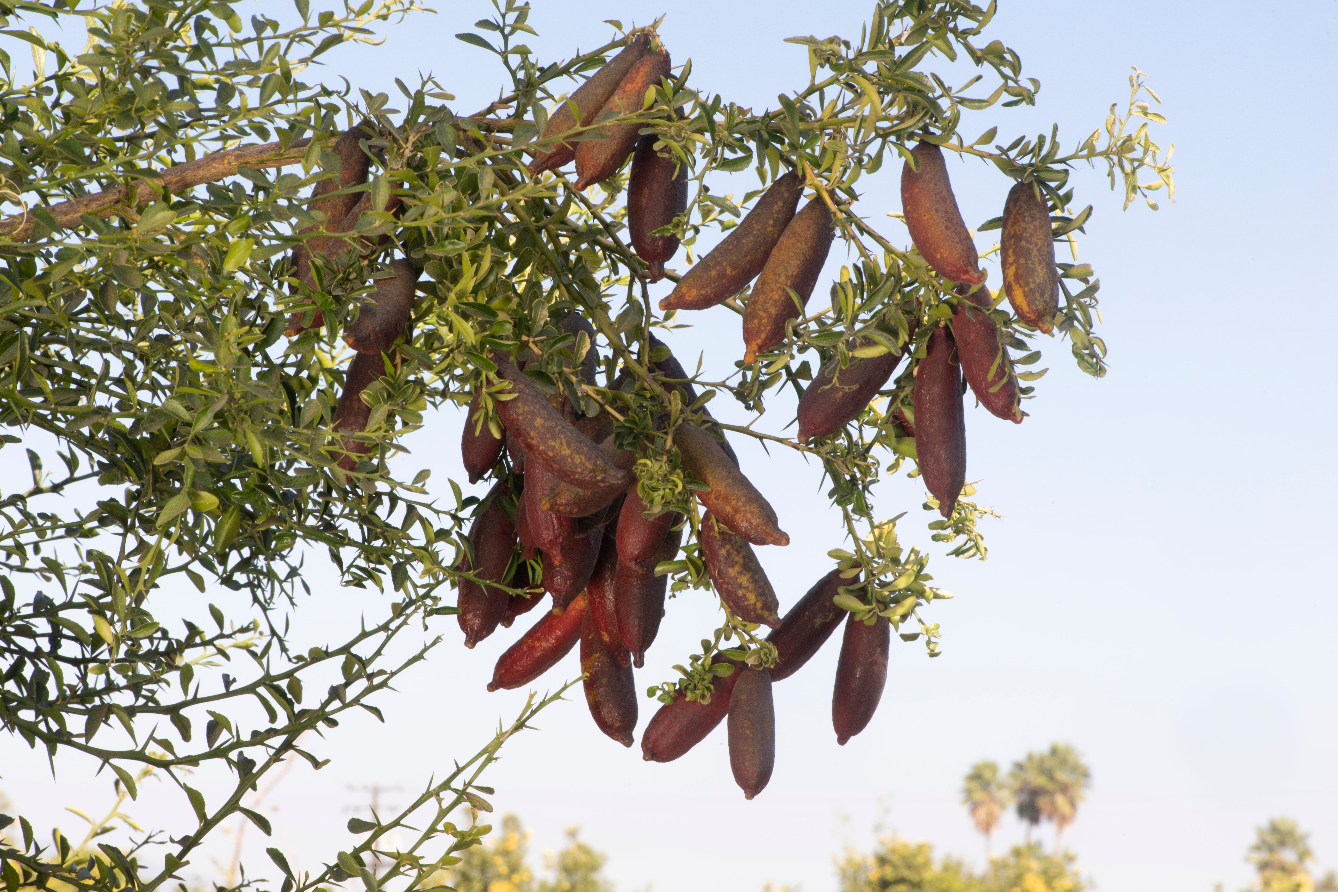 Rubirosa P2014-176-36 001