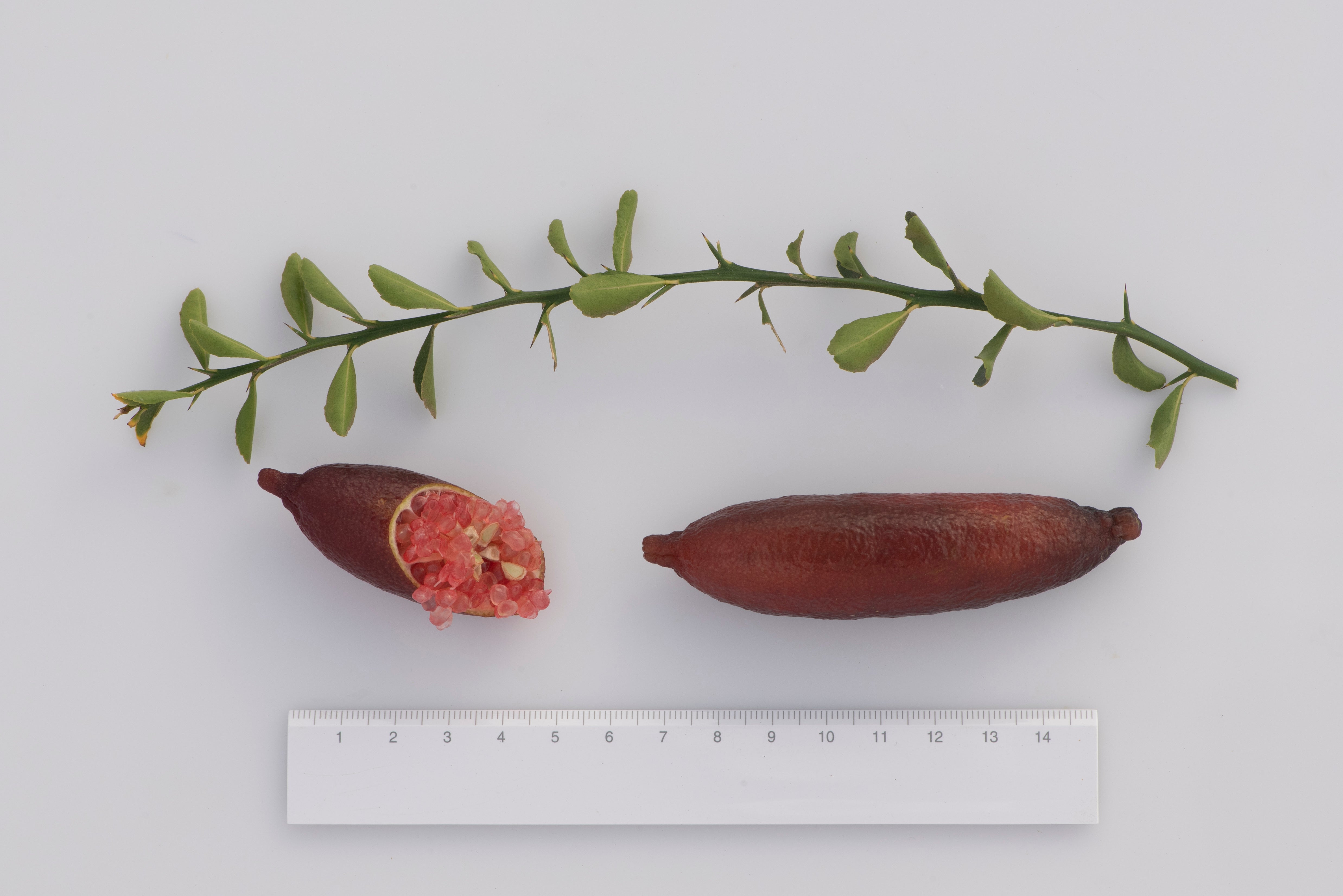 Rubirosa P2014-176-36 004