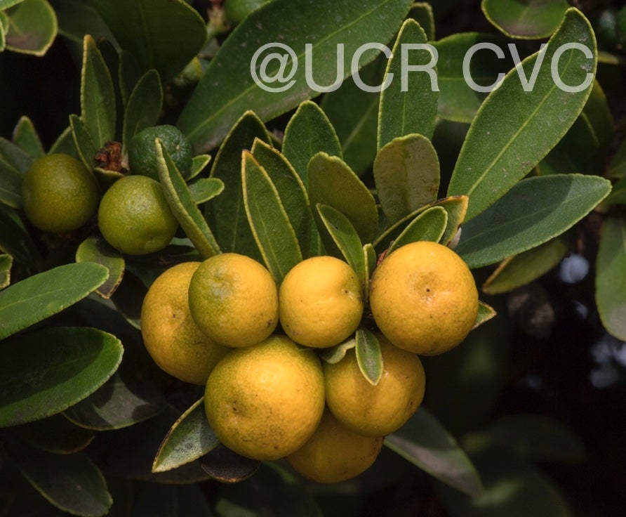 fortunella_hindsii_crc_3790_003.jpg