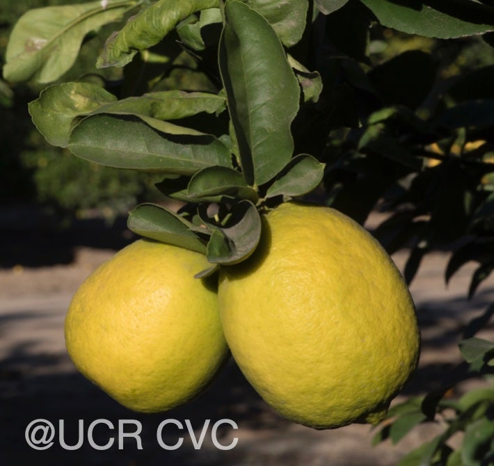 gul-gul_lemon_hybrid_crc_4235_004.jpg