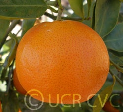 Hansen mandarin