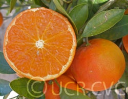 Hansen mandarin
