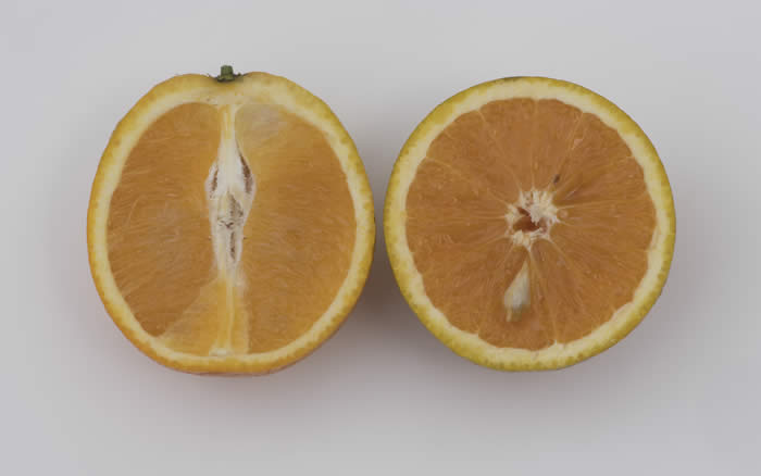 Hart's Tardiff Valencia orange crc570001