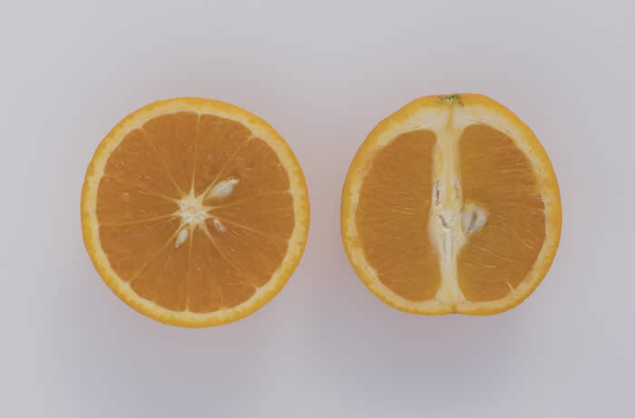 Hart's Tardiff Valencia orange crc570002