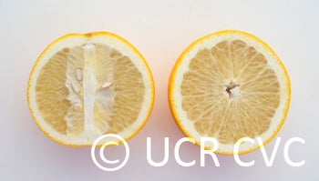 Hassaku pummelo hybrid (CRC 3942) crc3942006