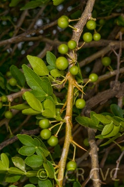 hesperethusacrenulata2879003