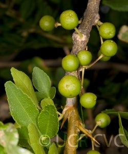 hesperethusacrenulata2879004