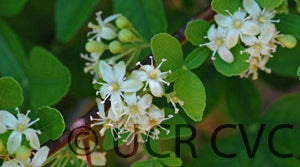 hesperethusaflower001